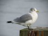 Kittiwake at Southend Pier (Steve Arlow) (45371 bytes)